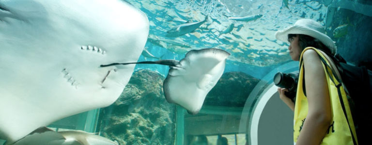 Cairns Aquarium is coming to Cairns!